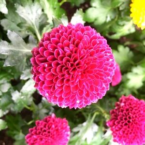 Meet your Posher, Joanne